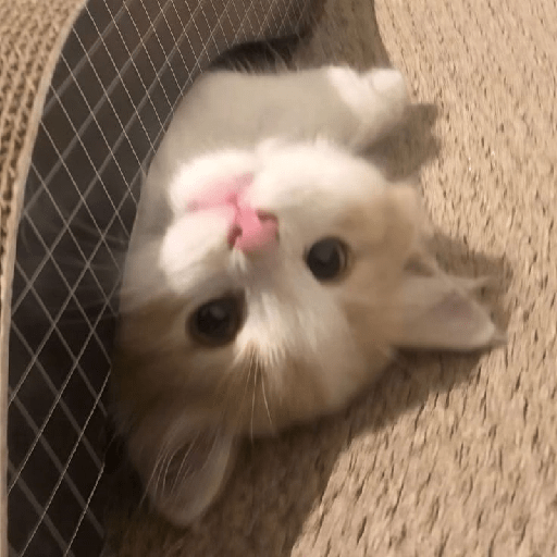 Gatitos 🥰🥰 6