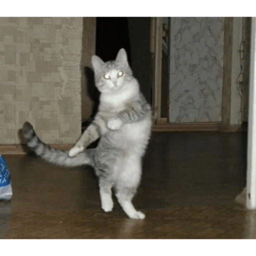 Meme kucing 6