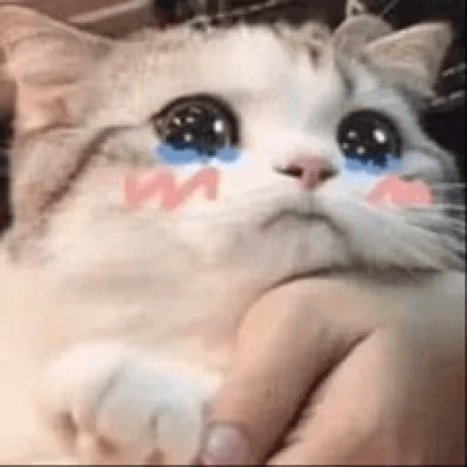 😻 Amor gatuno 💗🥰 3