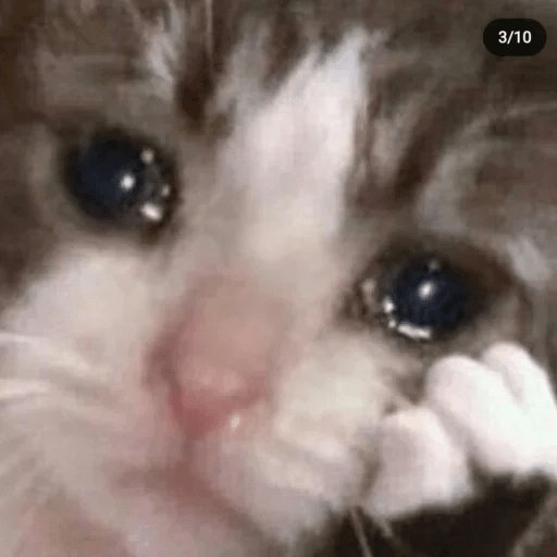 🐈🐈‍⬛ Gatos pal chat 🐈‍⬛🐈 4