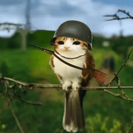 Meme Gato Random 🤣 xdxd 🐈 7