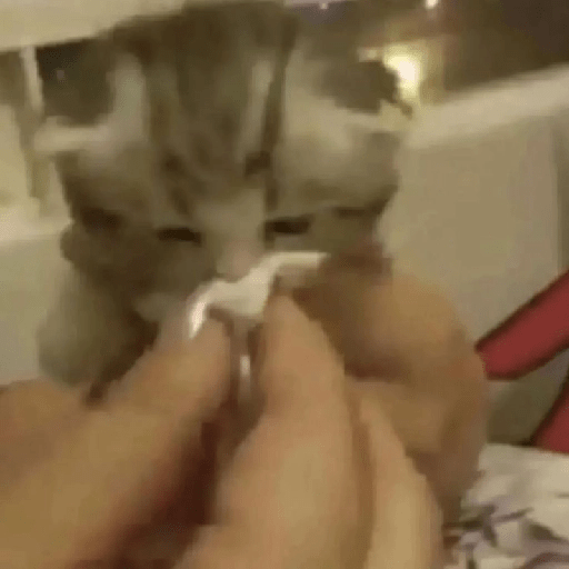 Gatito triste 🥺 3