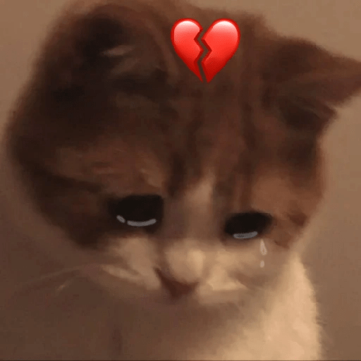 😻 Amor gatuno 💗🥰 8