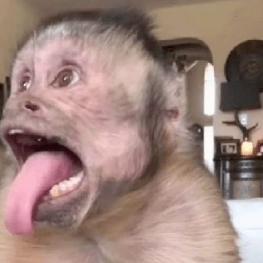 Monos 🐒 5