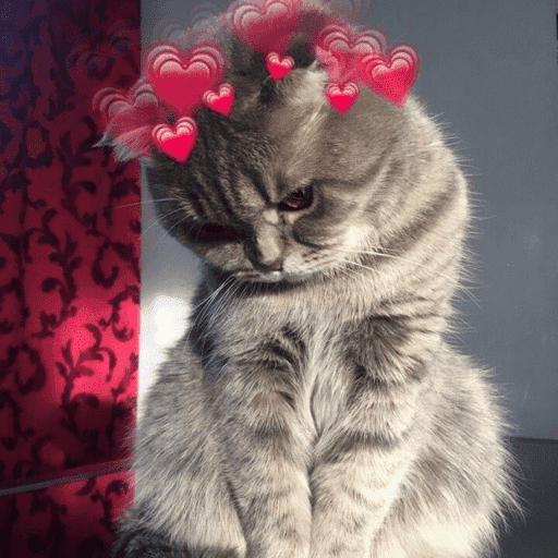 Gatinhos fofos 8