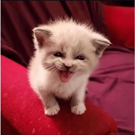 Gatitos 😾 3