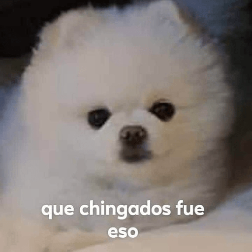 🐶Frases Doggy🐶 8