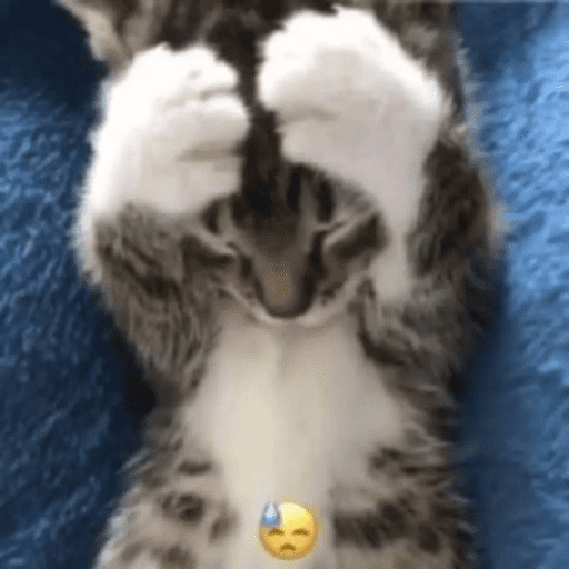 Gatinhos fofos 15
