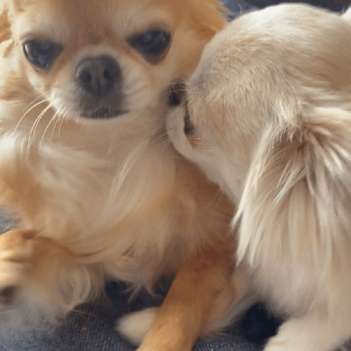 Perritos 🐕 8