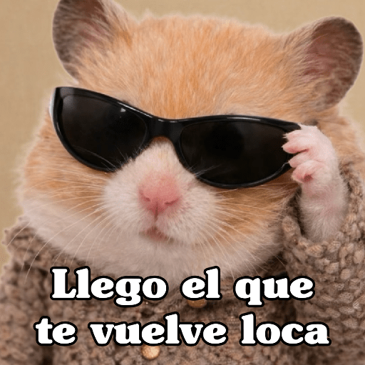 🧿 Hamster ratas roedores🐭🐁🐹🐀 11