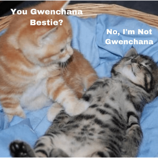 Meme kucing 15
