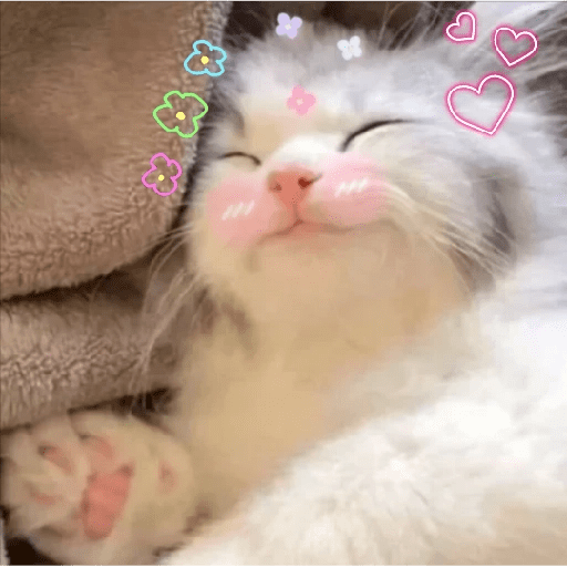 😻 Amor gatuno 💗🥰 6