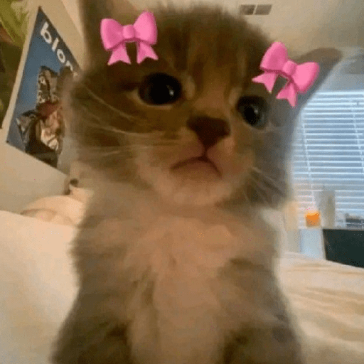 Gatitos 🎀 5