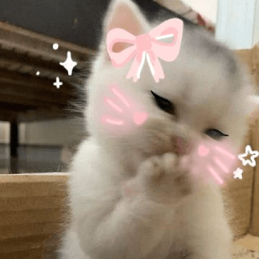 Gatitos 🎀 2