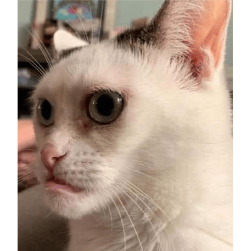 Meme kucing 15