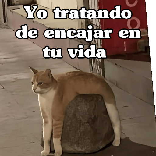 🧿 Dilo con michis 5😺 5