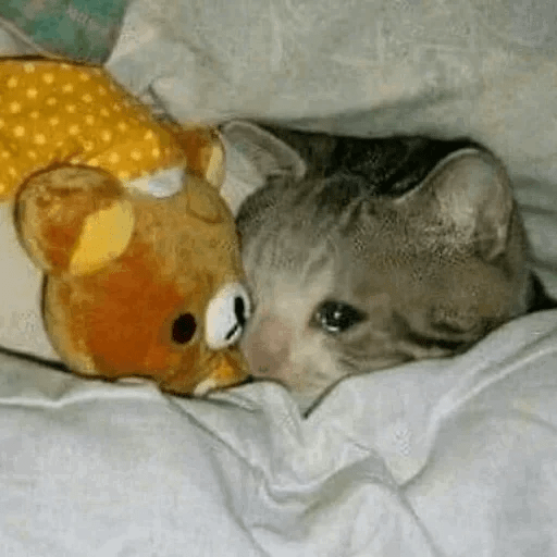 Triste 🥺 Sad 😭 Meme 11