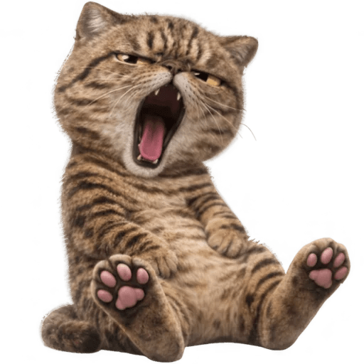 Gatos Funny 🤣😸 xdxd 🐈 14