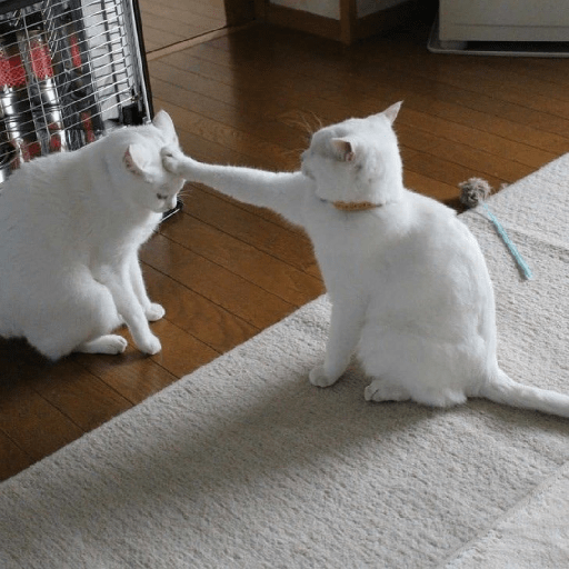 Meme kucing 28