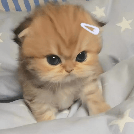 Gatitos 🎀 1