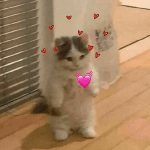 😻 Amor gatuno 💗🥰 7