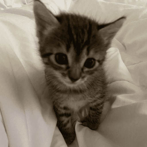 ⌗gatitos  10