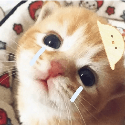 Gatito triste 🥺 9