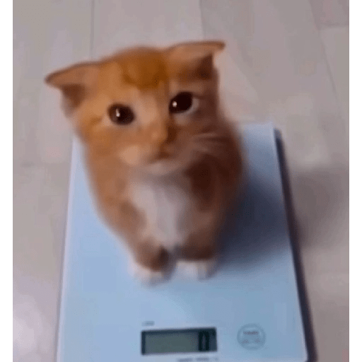Gatitos 😾 8
