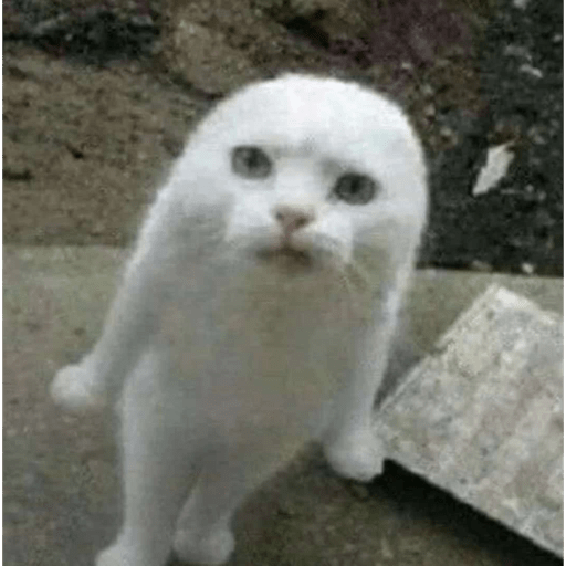 Meme kucing 5