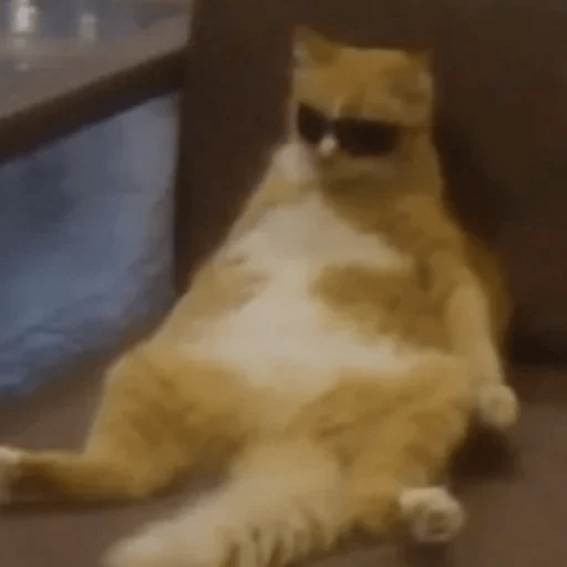 🐈🐈‍⬛ Gatos pal chat 🐈‍⬛🐈 6