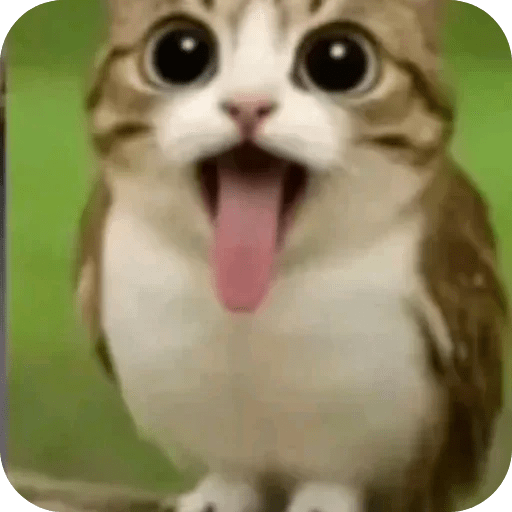 Meme Gato Random 🤣 xdxd 🐈 3