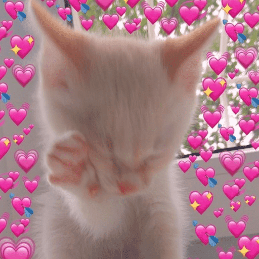 Gatinhos fofos 7