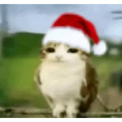 Meme Gato Random 🤣 xdxd 🐈 14