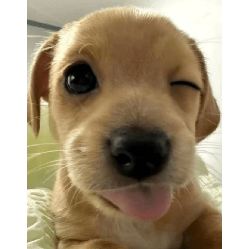 Perritos 🤭 4