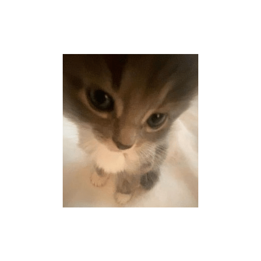Gatitos ☺️ 10