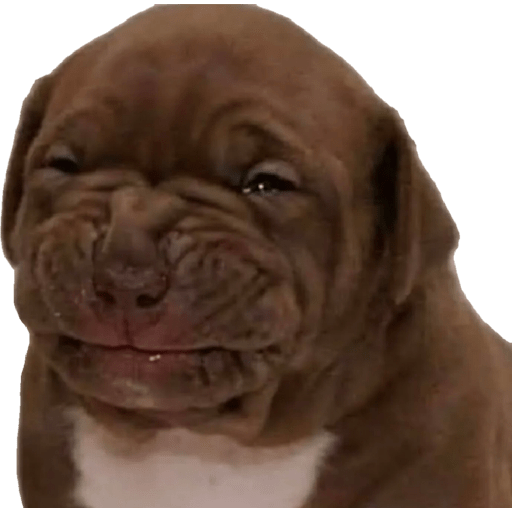 Perro pendejo  29