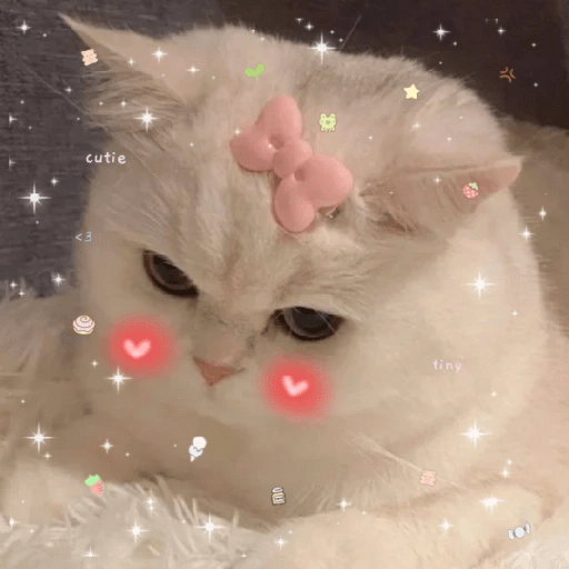 😻 Amor gatuno 💗🥰 4