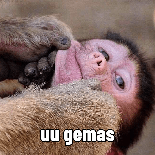 Monyet 13