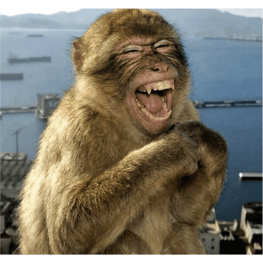 Monkey 2 2