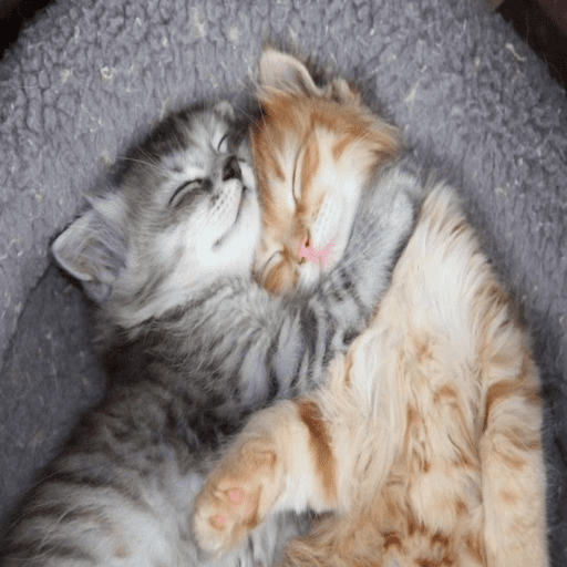 ⌗gatitos  6