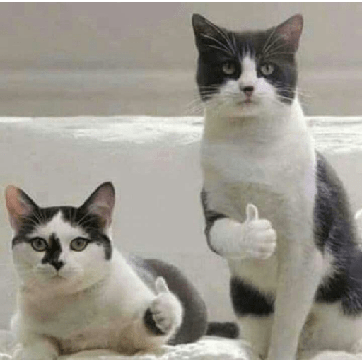 Meme kucing 24