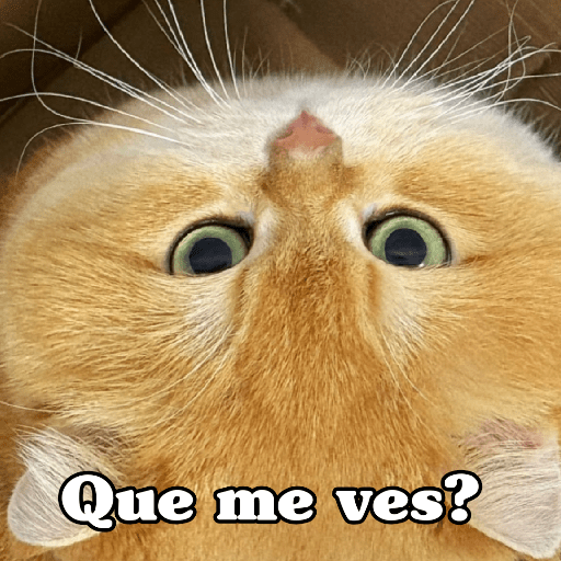 🧿 Dilo con Michis 4🐱 13