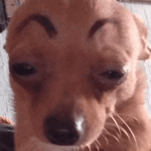 Animais engraçados  4