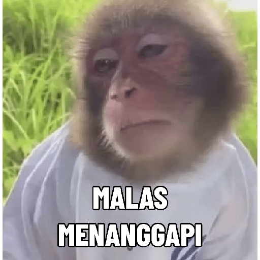 Monyet 11