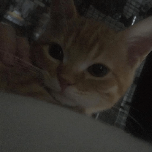 Gatitos ☺️ 9