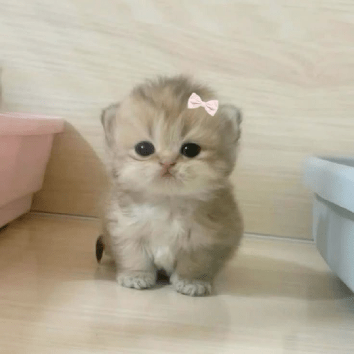 Gatitos 🎀 8