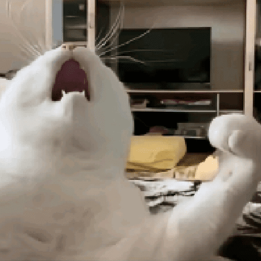 Gatitos 2 10