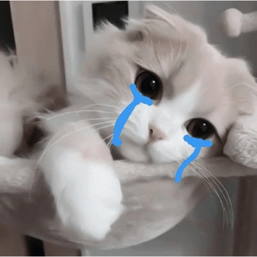 Gatito triste 🥺 8