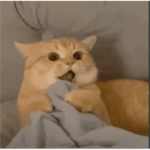 Gatitos 2 9