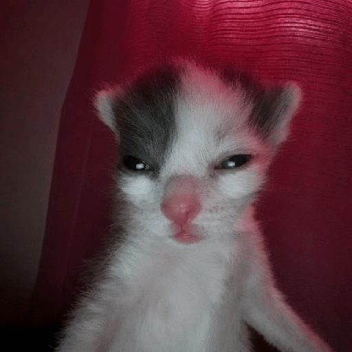 Gatitos 😾 1